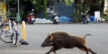 Divlji vepar bježeći od ljudi skočio sa šestog sprata i poginuo (VIDEO)