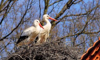 Prinova u Polimskoj ulici: Stigla još jedna generacija beranskih roda (FOTO)