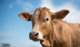 Ulcinj: Komunalna policija prodaje kravu sa teletom