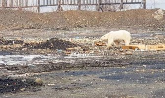 Polarni medved kopao po smeću 800 kilometara od staništa (FOTO)