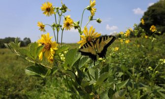 Sjutra sunčano, temperatura do 34 stepena