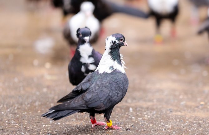 Oblačno, mjestimično pljuskovi 