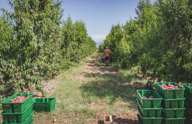 Dnevnica na Plantažama i do 35 eura, potrebno 700 radnika