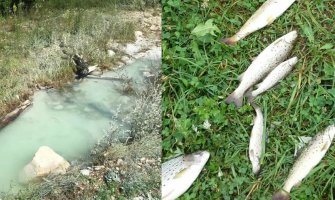 Pomor ribe u Ćehotini, rijeka bijela poput mlijeka