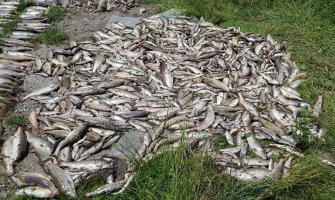 Pomor ribe u Pljevljima, građani ogorčeni: Ovo smo mi, samo što nas sporije ubija