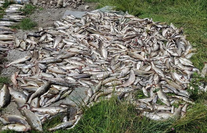 Pomor ribe u Pljevljima, građani ogorčeni: Ovo smo mi, samo što nas sporije ubija