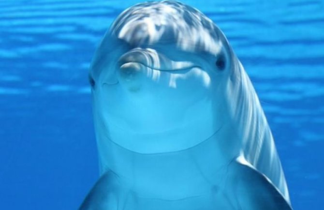 Povrijeđeni delfin doplivao do čovjeka i tražio pomoć (VIDEO)