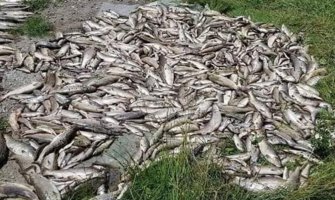 PV: Zbog pomora ribe optužni predlog protiv četvorice odgovornih u TE