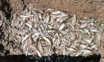 Tužilaštvo formiralo predmet za pomor ribe u Ćehotini