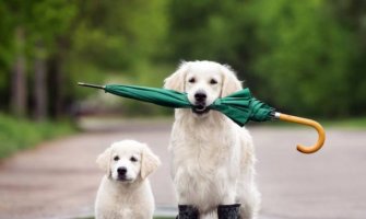 Sjutra promjena vremena: Pljuskovi, grmljavina, kratkotrajne nepogode