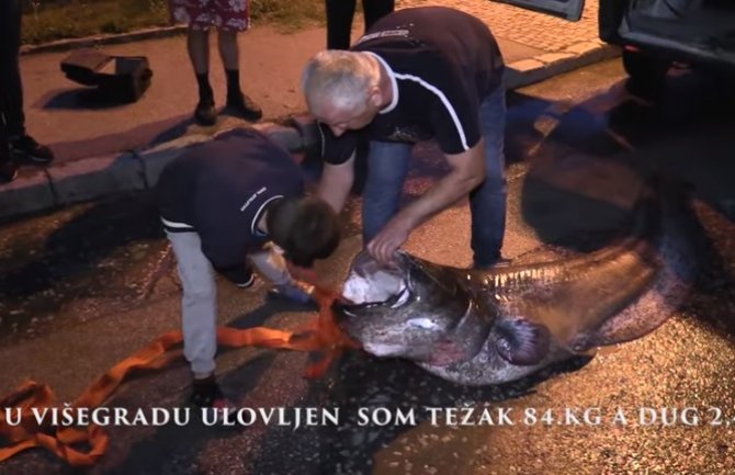 U Drini upecan som težak 84 kg i dug 2 i po metra (VIDEO)