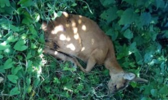 Ranjena srna pronađena u pljevaljskom naselju