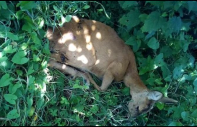 Pljevlja: Ranjena srna ipak uspavana