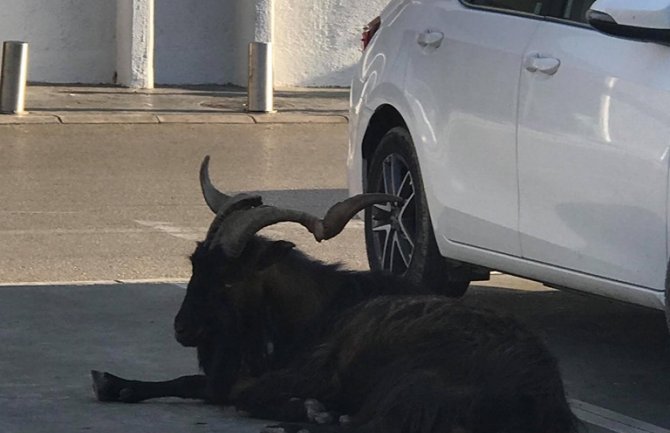 Jarac danima teroriše Barane a zabavlja turiste