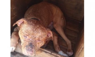 Pas u živim ranama pronađen pa nestao, slučaj i vlasnik prijavljeni