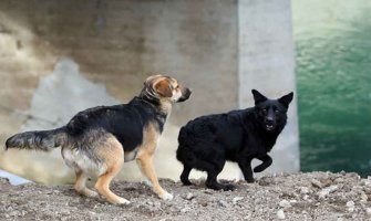 Psi lutalice spasili tek rođenu bebu bačenu u odvod (VIDEO)