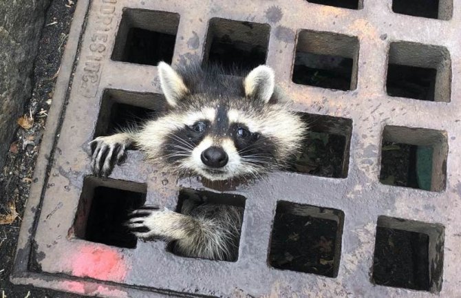 Vatrogasci spasili rakuna zaglavljenog u rešetkama kanalizacije (FOTO)