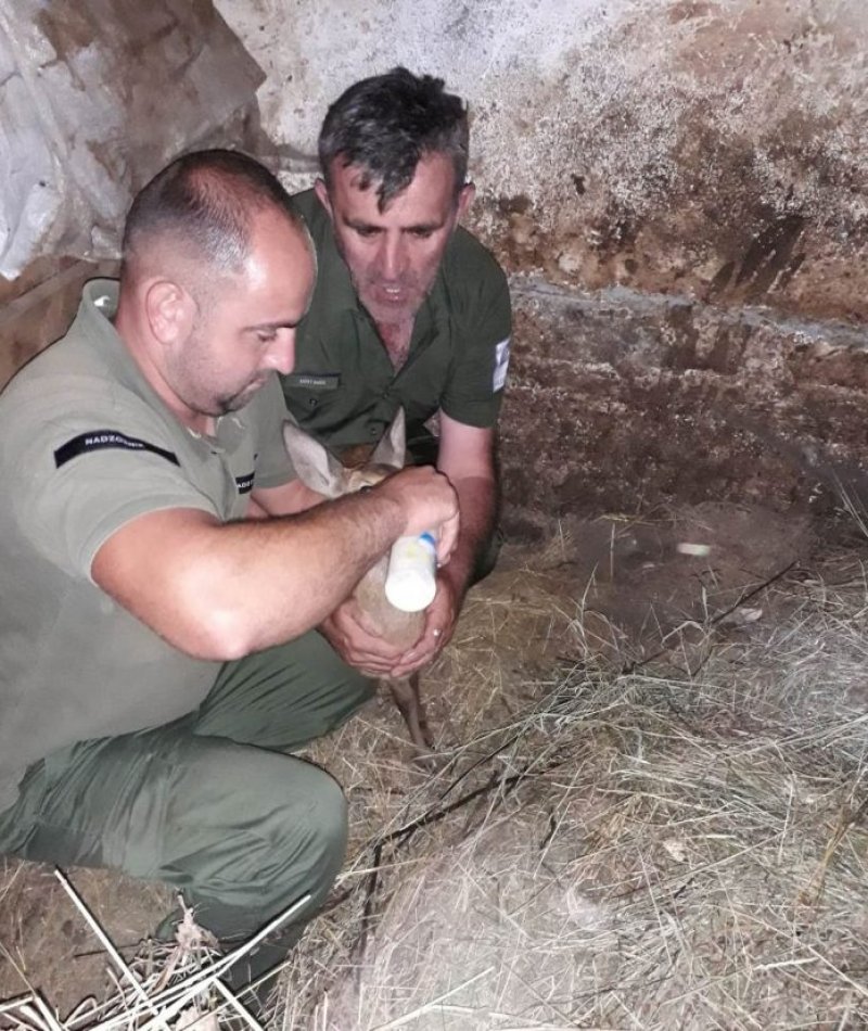 hranjenjemladunceta696x827