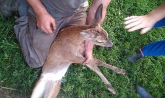 Na Prokletijama pronađeno povrijeđeno mladunče srne, nakon oporavka vraćeno u prirodu 