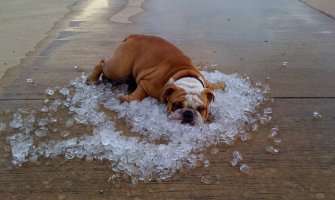 Danas sunčano i vruće, do 41 stepen