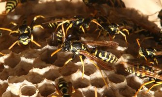 Bježao od policije, skočio sa terase, upao u osinje gnijezdo pa u bazen: Ose napale i policajce