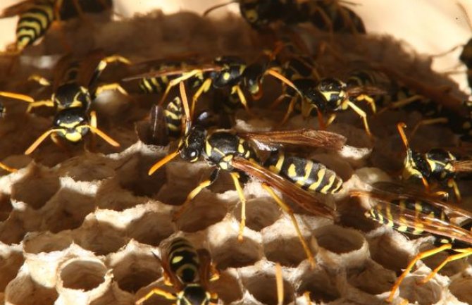 Bježao od policije, skočio sa terase, upao u osinje gnijezdo pa u bazen: Ose napale i policajce