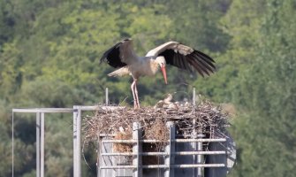 Ubijene rode sa Mareze, ptići ostali sami