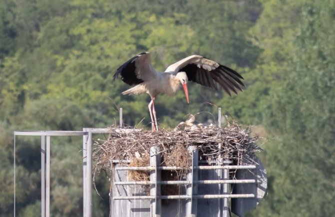 Ubijene rode sa Mareze, ptići ostali sami