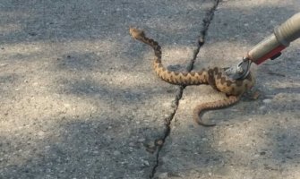 U Vranićima uhvaćen poskok