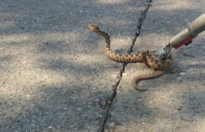 U Vranićima uhvaćen poskok