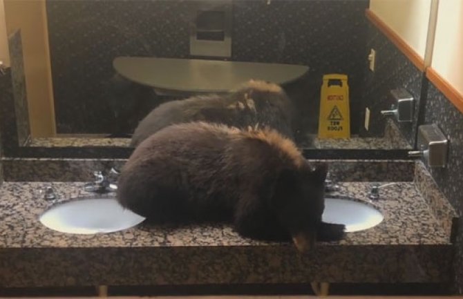 Čuli buku u ženskom toaletu, kad su otvorili vrata ugledali mladog medvjeda (VIDEO)