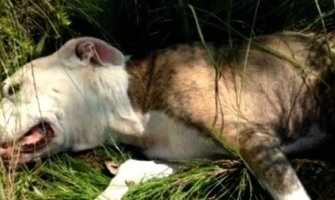 Četiri psa ubijena u park-šumi na Zlatici