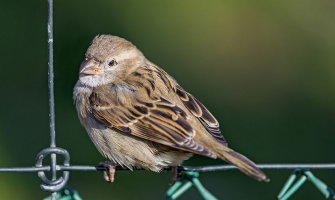 Sjutra oblačno sa kišom, temperatura do 24 stepena