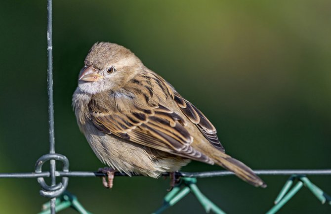 Sjutra oblačno sa kišom, temperatura do 24 stepena