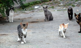 U Baru od početka godine zabilježeno 17 ujeda mačaka