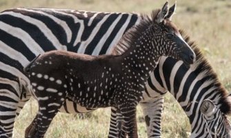 U divljini prelijepe Kenije pronađena tačkasta zebra