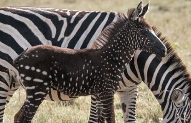 U divljini prelijepe Kenije pronađena tačkasta zebra