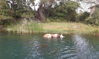 Uginule životinje porijeklom iz susjedne Albanije(FOTO)