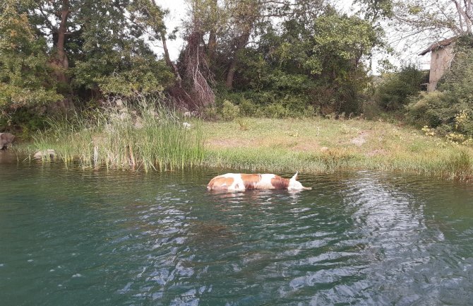 Uginule životinje porijeklom iz susjedne Albanije(FOTO)