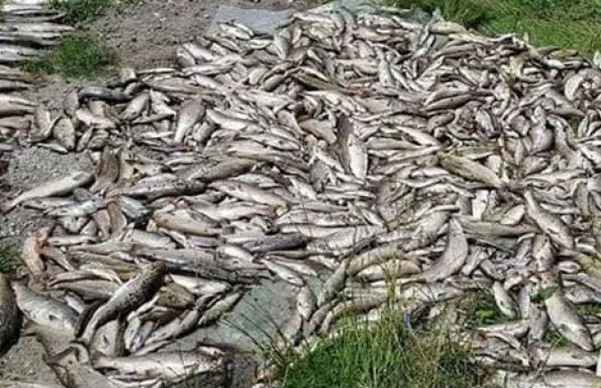 Optužni predlog zbog pomora ribe