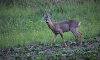 Krivolovac ustrijelio srndaća karabinom pa pobjegao sa mjesta zločina