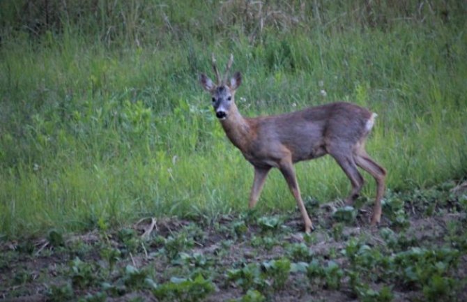 Krivolovac ustrijelio srndaća karabinom pa pobjegao sa mjesta zločina