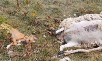 U kučkom selu Stravče otrovan veliki broj pasa i domaćih životinja