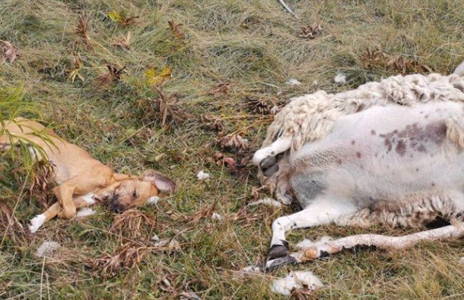 U kučkom selu Stravče otrovan veliki broj pasa i domaćih životinja