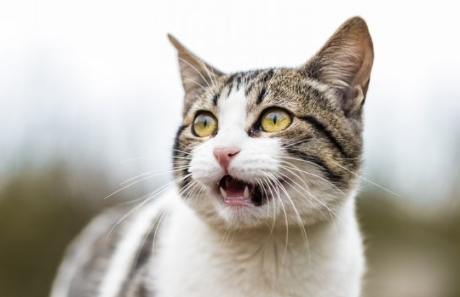 Za dane vikenda pretežno sunčano, do 27 stepeni 