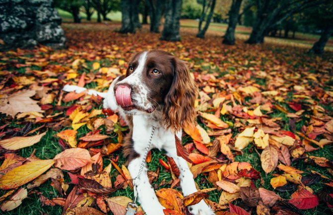 Ko ne čisti za psom može biti kažnjen i do 3.000 eura