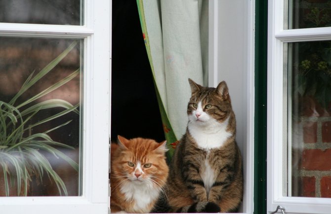 Kiša, pljuskovi i grmljavina, prestanak padavina u nedelju poslijepodne