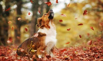 Pretežno sunčano, do 20 stepeni 