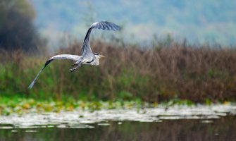 U NP Skadarsko jezero spriječen nezakonit izlov ribe