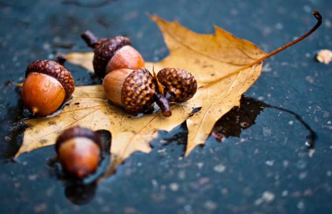 Oblačno, mjestimično kiša